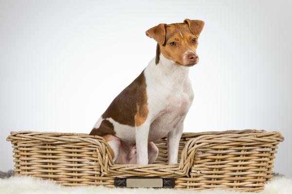 Terrier brasileiro em apartamento