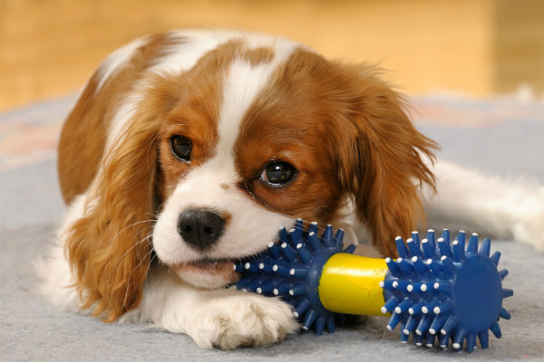 As cores do Cavalier King Charles Spaniel