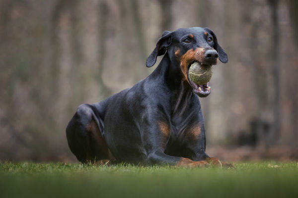 Cachorro Doberman é perigoso?