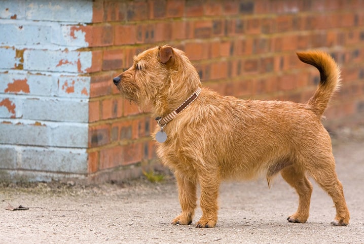 Cachorro SRD: 7 fatos que você não sabia sobre eles