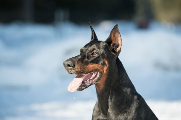 Cores do doberman