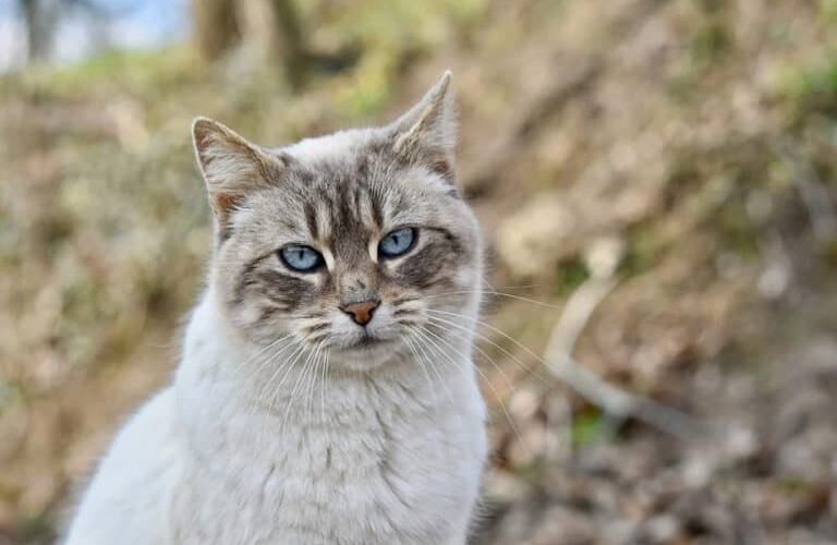 Esporotricose: causas, sintomas e tratamento dessa doença comum em gatos