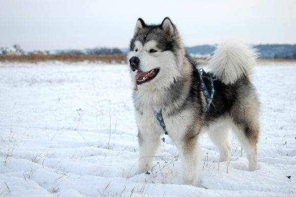 Malamute do Alasca e Husky siberiano: quais as diferenças – e semelhanças – entre eles?