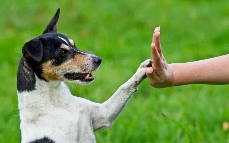 Saiba tudo sobre o adestramento de cachorros!