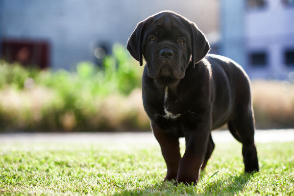 Temperamento do Cane corso