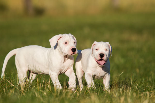 Temperamento do Dogo Argentino