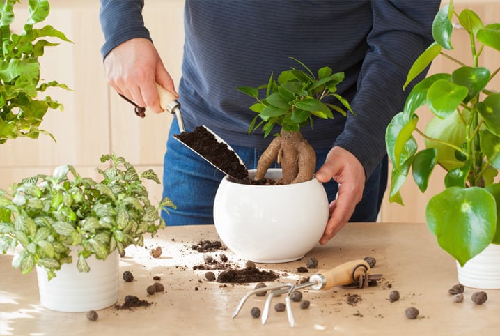 Plantas em casa: aproveite a primavera para cultivá-las