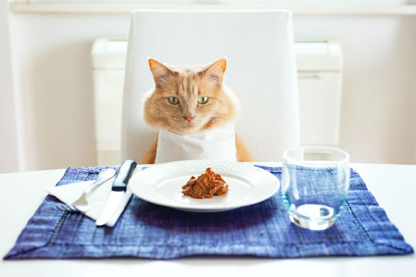 Porque dar ração úmida pode melhorar a vida do seu gato