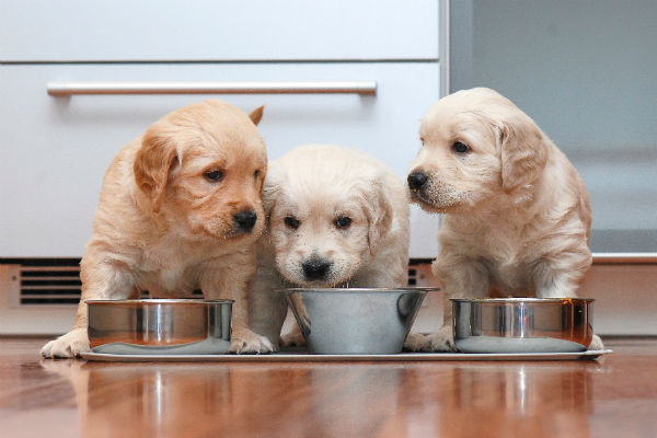 Saiba tudo sobre a parvovirose do cachorro