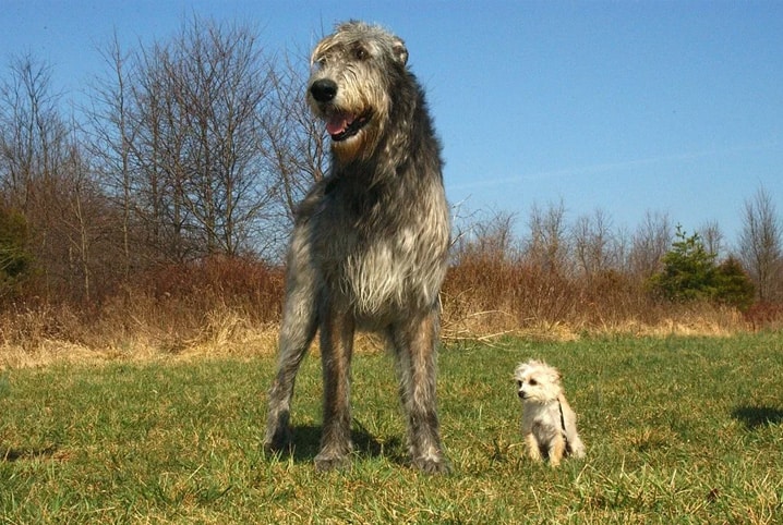 Tamanho de cachorro define o comportamento do pet?