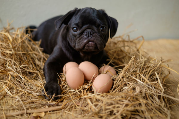 Cachorro pode comer ovo?