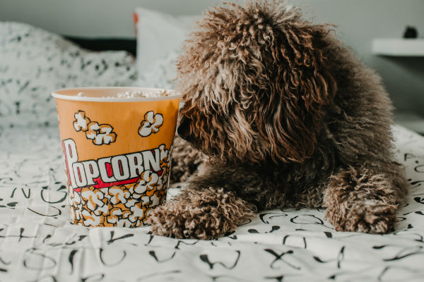 Cachorro pode comer pipoca?