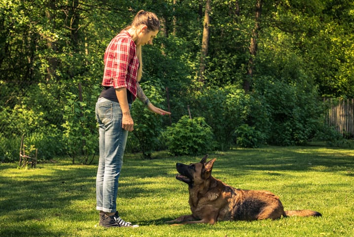 Como educar um cachorro: é melhor punir ou recompensar?