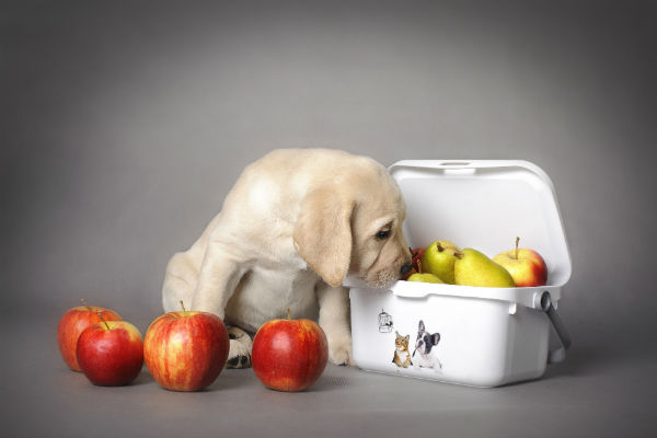 Frutas que cachorro pode comer