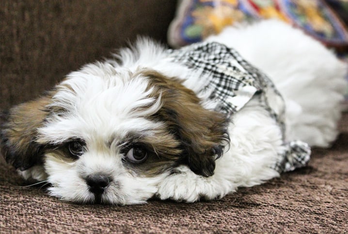 Ideias de nomes para cachorro Boxer