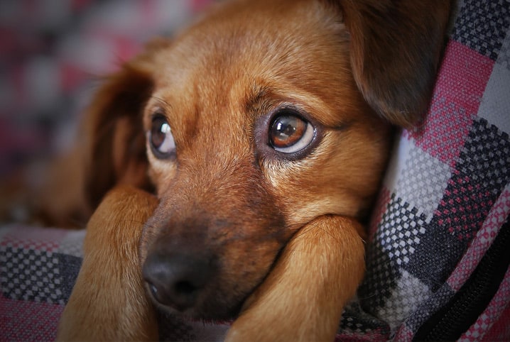 Oftalmologia veterinária: uma especialidade que não para de crescer