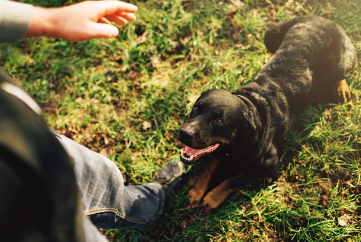 Ranking de Inteligência canina: saiba mais sobre esse tema polêmico