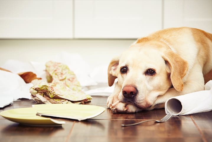 Saiba o que fazer para ajudar seu cachorro assustado