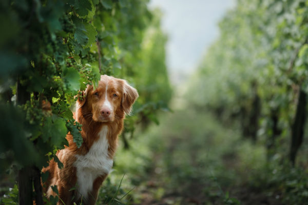 Cachorro pode comer uva? Descubra os riscos