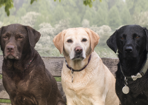 Cores do Labrador Retriever