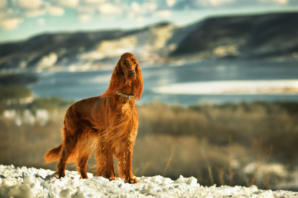 Raças de cachorro parecidas com Setter Irlandês