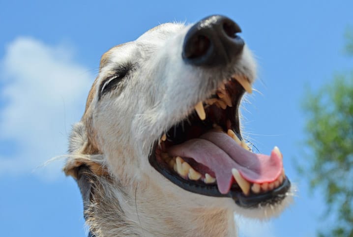 Tártaro em cães: riscos, causas e tratamento do problema