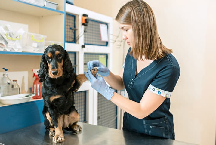 Transfusão de sangue em cães e gatos: um procedimento capaz de salvar vidas