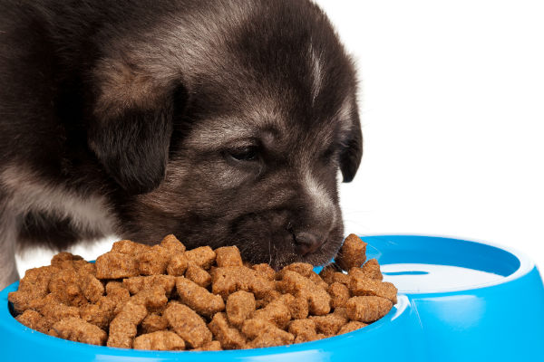 Apenas filhotes podem comer ração de filhote?