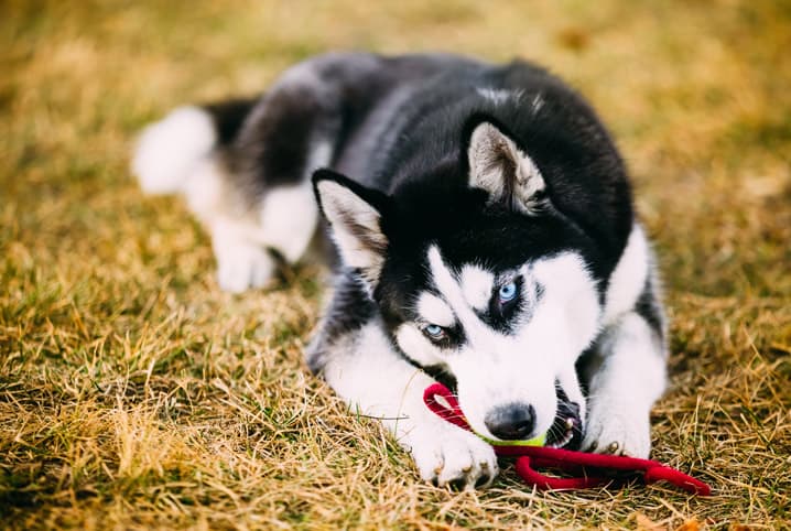 Como fazer cachorro parar de morder chinelo? Descubra por qual motivo os peludos amam roer!