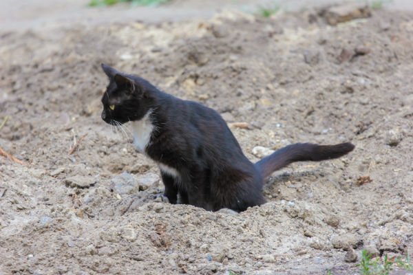 Como fazer o gato parar de urinar nas coisas