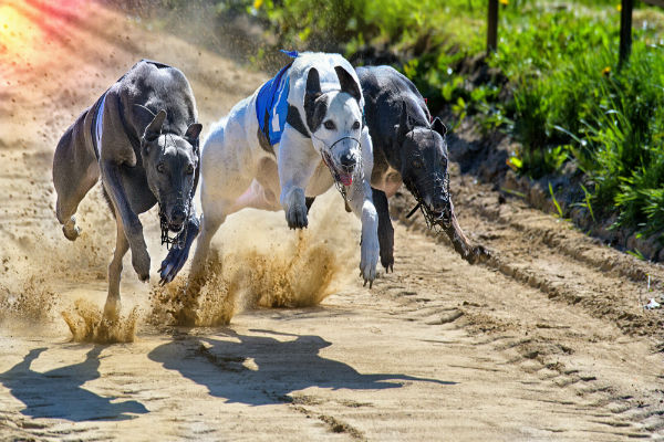 Diferença entre galgos