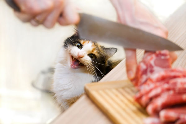 Gato pode comer carne crua?