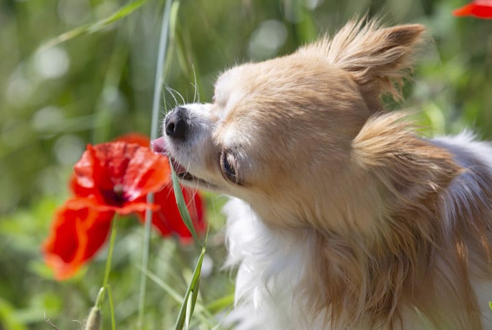 Plantas venenosas para cachorros: quais são e o que elas provocam