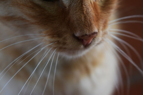 Pode cortar o bigode do gato?