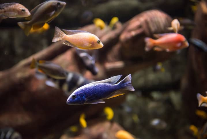 Aquarismo para iniciantes: com quais peixes eu devo começar?