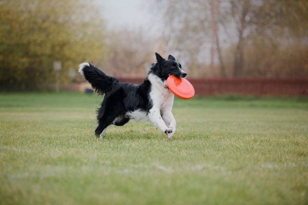 Cinco raças de cachorro que adoram brincar