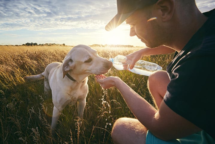 Descubra como cuidar de cachorro no calor