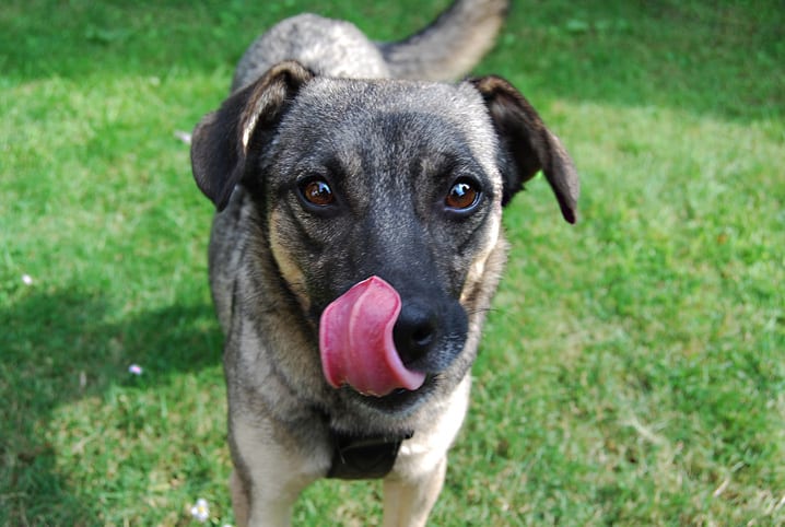 Por que o cachorro lambe o dono? Isso faz mal? É hora de descobrir!