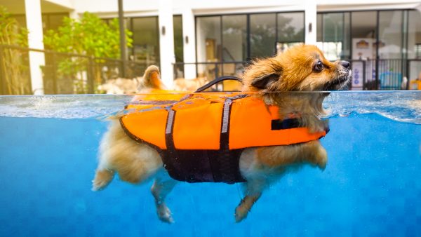 Produtos para refrescar seu cachorro no calor