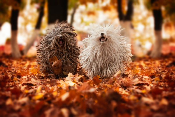 Raças de cães com dreadlocks