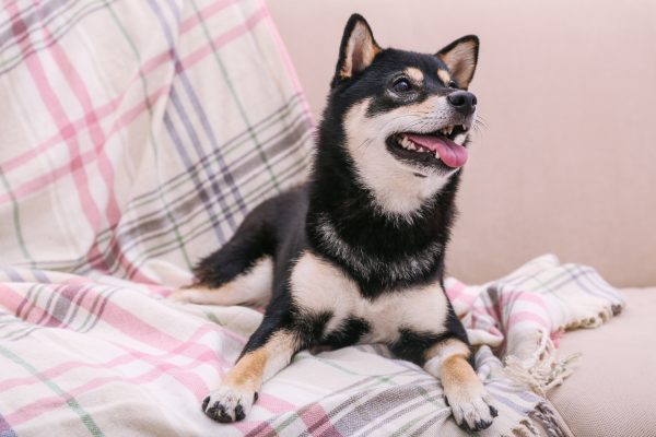 Shiba inu em apartamento