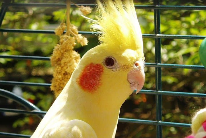 Aves domésticas: saiba quais são as espécies permitidas!