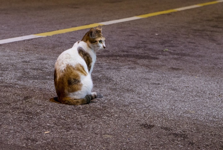 Gato fujão: como evitar e o que fazer quando ele escapa