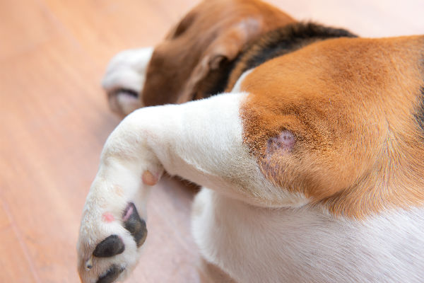 Problemas de calos em cachorro