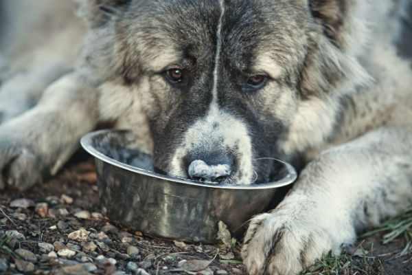 Rações para cachorros de porte grande e gigante