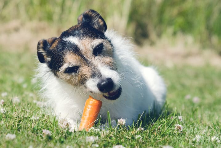 Alimentos permitidos para cães: 20 opções para variar o cardápio