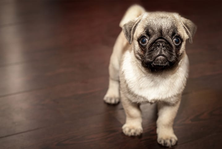 Cachorro mini: 7 cuidados essenciais com esses pequenos notáveis