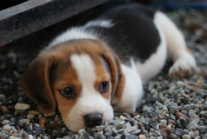 Coceira em cachorro: quando é um problema?