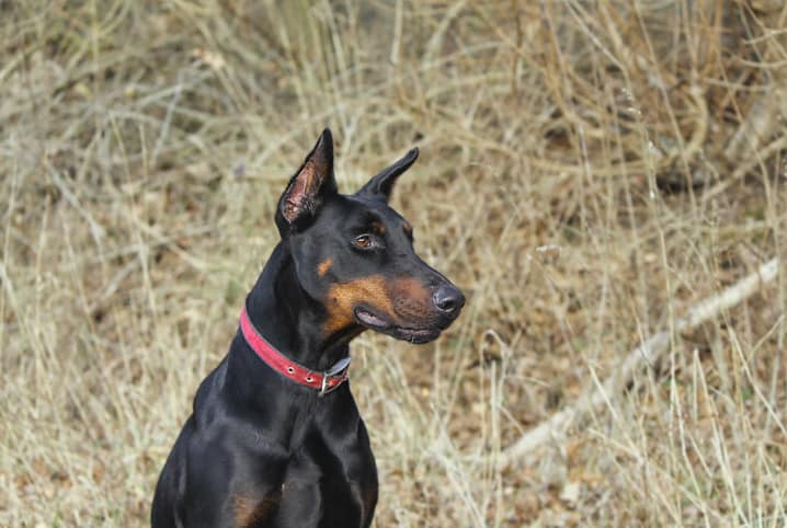 Como escolher o cão de guarda ideal