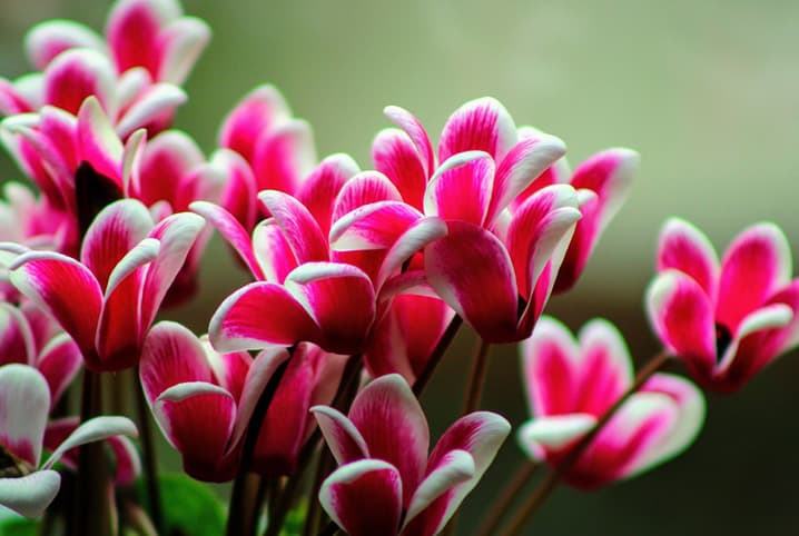 Cyclamen: saiba como cuidar dessa charmosa plantinha